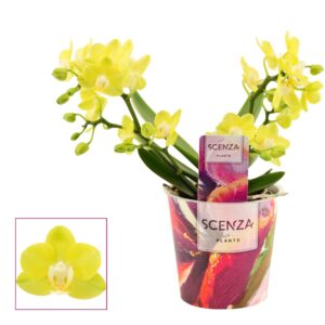 Phalaenopsis Phalaenopsis Table Lemon 2-3 spike (Scenza)
(6 Plants/Order)(12cmP 30cmH)