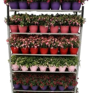 Fuchsia Bella Bella Fuchsia Ton sur ton
(1 Plants/Order)(19cmP 30cmH)