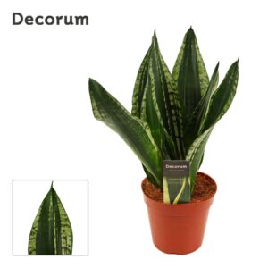 Sansevieria Sansevieria Silver Flame 14 cm (Decorum)
(7 Plants/Order)(14cmP 40cmH)