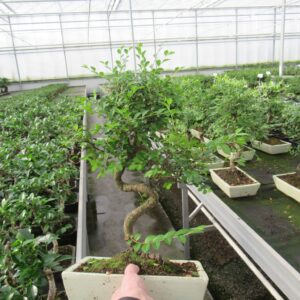 Bonsai Zelkova parvifolia, 30cm., shape, with driptray
(2 Plants/Order)(30cmP 45cmH)