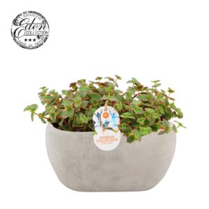 Crassula Crassula Pellucide varie 25cm Summer Collection
(3 Plants/Order)(25cmP 20cmH)