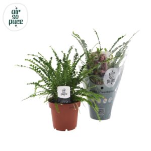 Nephrolepis Duffii Nephrolepis Duffii
(10 Plants/Order)(12cmP cmH)