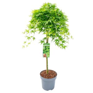 Acer palmatum Ryusen Acer palm. 'Ryusen' C14 halfstam
(1 Plants/Order)(30cmP 120cmH)