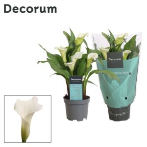 Zantedeschia Captain Fresco Zantedeschia (Calla) white (Decorum)
(12 Plants/Order)(10.5cmP 30cmH)