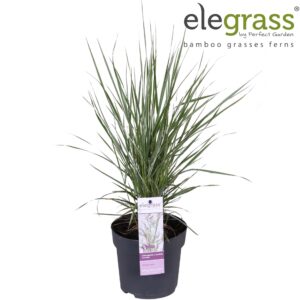 Calamagrostis x Overdam Calamagrostis x acutiflora 'Overdam' P14
(6 Plants/Order)(14cmP 50cmH)