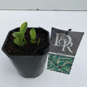Hosta Patriot Hosta 'Patriot'
(6 Plants/Order)(17cmP 30cmH)