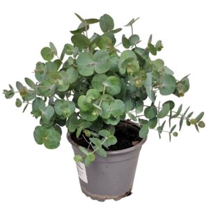 Eucalyptus gunnii Eucalyptus Silver Dollar Bush
(10 Plants/Order)(12cmP 27cmH)