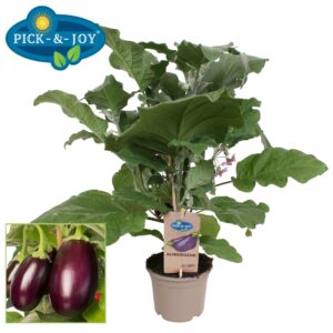 Aubergine PICK-&-JOY® Aubergine
(4 Plants/Order)(14cmP 50cmH)