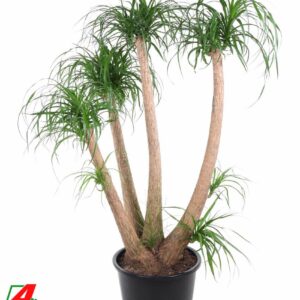 Nolina recurvata Beaucarnea busch P44 - 4ft
(1 Plants/Order)(44cmP 170cmH)