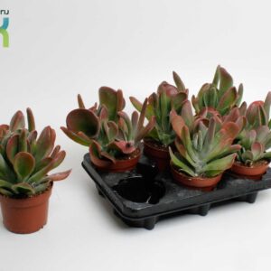 Kalanchoe Red Lips Kalanchoe Oricula
(8 Plants/Order)(12cmP 25cmH)