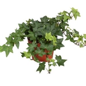 Hedera Brigitte Hedera helix Brigitte
(8 Plants/Order)(13cmP 30cmH)