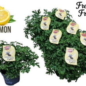 Pelargonium graveolens Pel. Fresh&Fruity® Mosquito Fighter
(8 Plants/Order)(12cmP 25cmH)