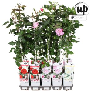 Rosa Rosa Our Choice mix tray P15
(10 Plants/Order)(15cmP 65cmH)