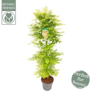 Acer palmatum Little Princess Acer palm. 'Little Princess' zuil
(1 Plants/Order)(30cmP 175cmH)
