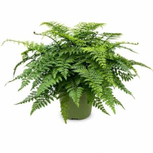 Asplenium Parvati Asplenium Parvati
(5 Plants/Order)(27cmP 60cmH)