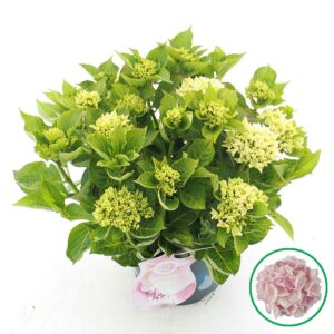 Hydrangea Music Collection Soft Pin Hydrangea macr. Music Collection® 'Soft Pink Salsa'® C5 (23cm.) Kn.
(1 Plants/Order)(23cmP 45cmH)
