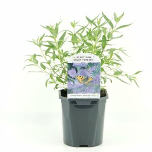 Caryopteris x clandonensis Heavenl Caryopteris cland. Heavenly Blue
(6 Plants/Order)(17cmP 65cmH)