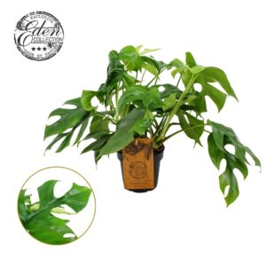 Monstera Monstera Minima 12cm
(6 Plants/Order)(12cmP 30cmH)
