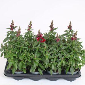 Antirrhinum majus other Antirrhinum Majus Red
(8 Plants/Order)(12cmP 40cmH)