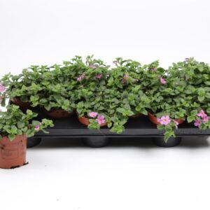 Sutera Bacopa pink
(12 Plants/Order)(10.5cmP 15cmH)