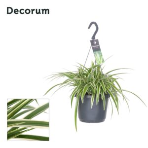 Chlorophytum laxum Chlorophytum Laxum
(6 Plants/Order)(17cmP 35cmH)