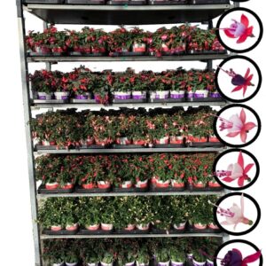 Fuchsia Bella Bella Fuchsia Mixkar hang/staand (Kleur per laag)
(12 Plants/Order)(10.5cmP 25cmH)