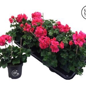 Pelargonium LongLife Peltatum Double Pink
(8 Plants/Order)(10.5cmP 25cmH)