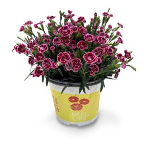 Carnation (Allwoodii Grp) Lucky Lips Carnation Lucky Lips Lara 17 CM © Exclusief
(1 Plants/Order)(17cmP 35cmH)