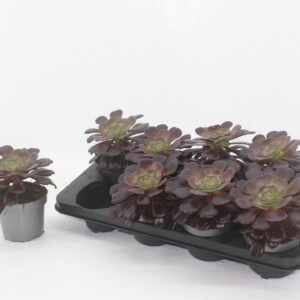 Aeonium aboreum velours Aeonium red 12 cm 408 tray
(8 Plants/Order)(12cmP 15cmH)