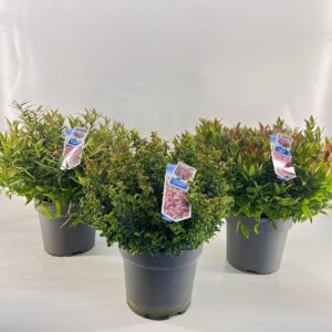 Leucothoe axillaris Leucothoë mix (minimum order one layer)
(1 Plants/Order)(32cmP 50cmH)