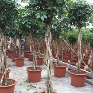 Schefflera Compacta Schefflera arboricola 'Compacta'
(1 Plants/Order)(50cmP 220cmH)
