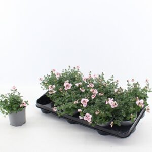 Diascia Flying Colors Upright Apple Diascia appleblossom
(12 Plants/Order)(10.5cmP 15cmH)