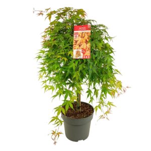 Acer palmatum Acer palm. 'Cascade Ruby'
(1 Plants/Order)(29cmP 100cmH)