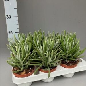 Senecio Senecio pyramidatus
(9 Plants/Order)(11cmP 18cmH)