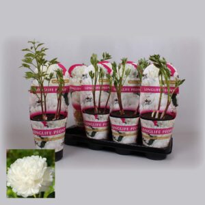 Paeonia Paeonia 14 CM C2 white Longlife
(8 Plants/Order)(14cmP 25cmH)