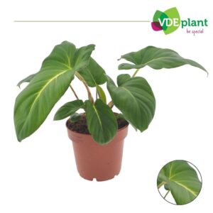 Adelonema crinipes Adelonema Crinipes 12cm
(8 Plants/Order)(12cmP 25cmH)