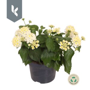 Lantana camara Havana White Lantana Havana White
(8 Plants/Order)(12cmP 20cmH)