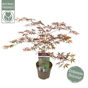 Acer palmatum Sumi-nagashi Acer palm. 'Sumi-nagashi'
(1 Plants/Order)(19cmP 65cmH)