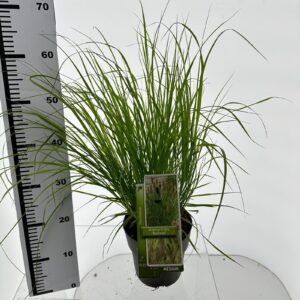 Pennisetum alopecuroides Pennisetum alopecuroides 'Red Head'
(1 Plants/Order)(19cmP 60cmH)
