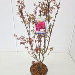 Acer palmatum Skeeters Broom Acer palm. 'Skeeter's Broom' 80-100C7
(1 Plants/Order)(25cmP 100cmH)