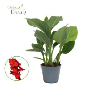 Canna Kreta Canna Kreta Zonder Flower p 14
(8 Plants/Order)(14cmP 35cmH)