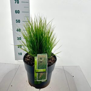 Molinia caerulea Heidebraut Molinia caerulea 'Heidebraut'
(1 Plants/Order)(29cmP 55cmH)
