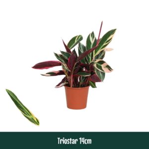 Stromanthe Triostar Calathea 14cm Triostar (Stromanthe) - Living
(8 Plants/Order)(14cmP 45cmH)