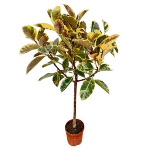Ficus Tineke Ficus Elastica 'Tineke' - 140cm
(1 Plants/Order)(22cmP 140cmH)