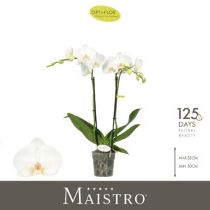 Phalaenopsis white more Ripsen Maistro Mozart 2 spike 50 cm
(6 Plants/Order)(12cmP 50cmH)