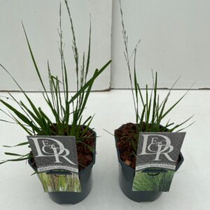 Molinia caerulea Molinia mix
(6 Plants/Order)(17cmP 40cmH)