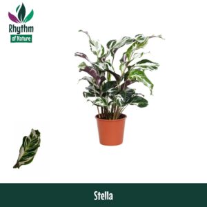 Calathea Stella Calathea 14cm Stella - Rhythm of Nature
(8 Plants/Order)(14cmP 45cmH)