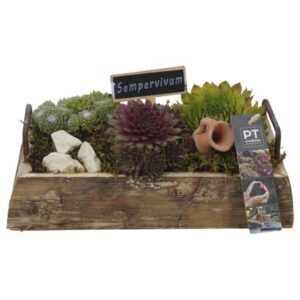 Arrangementen Sempervivum PTS7427 Arrangement Sempervivum in houten plateau
(1 Plants/Order)(25cmP 14cmH)