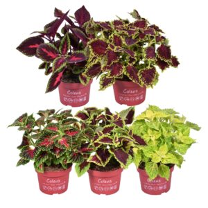 Coleus Coleus Main street mixkar
(6 Plants/Order)(13cmP 25cmH)