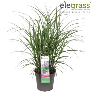 Miscanthus sinensis Miscanthus sinensis 'Volcano' P23
(1 Plants/Order)(23cmP 70cmH)